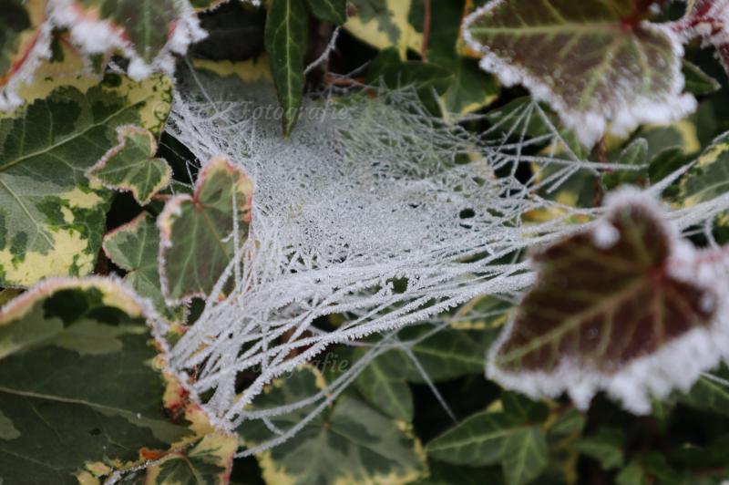 Spinnennetz im Winter