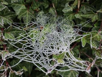 Spinnennetz angefroren