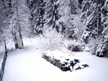 Angescheite Landschaft und Bäume