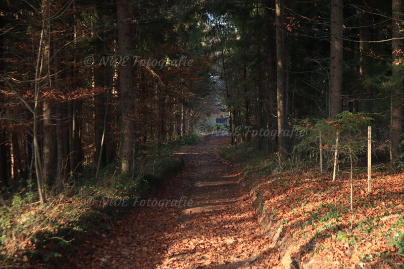 Waldweg