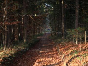 Waldweg