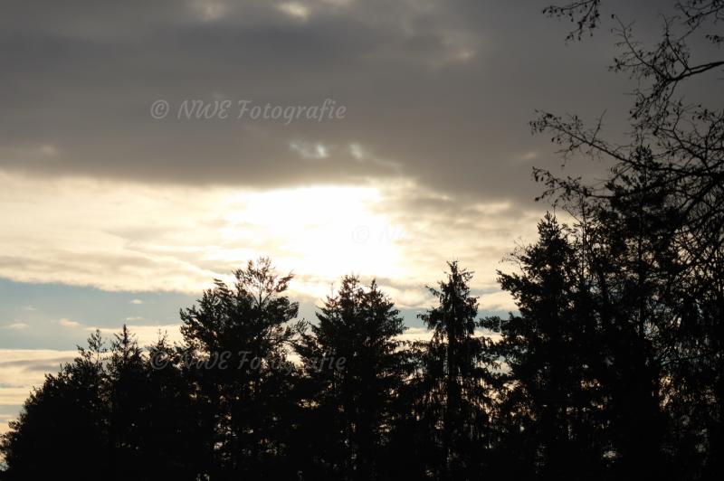 Wald mit bedecktem Sonnenaufgang