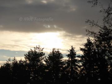 Wald mit bedecktem Sonnenaufgang