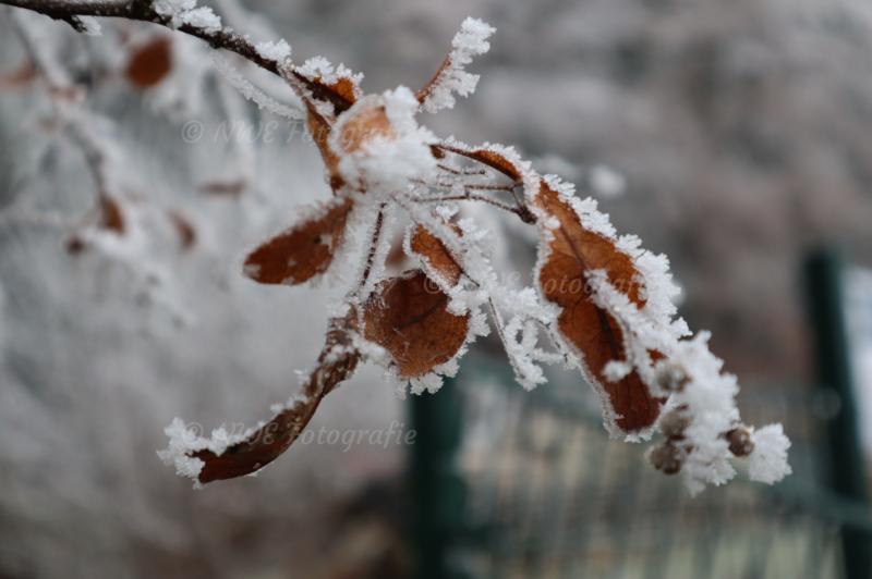 Lindenblüttenblatt mit Eiskristallen