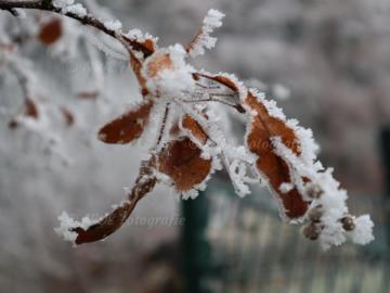 Lindenblüttenblatt mit Eiskristallen