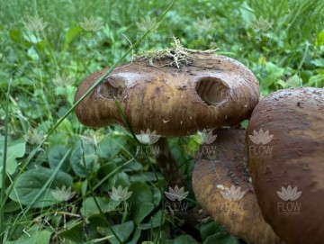 Pilz sieht her