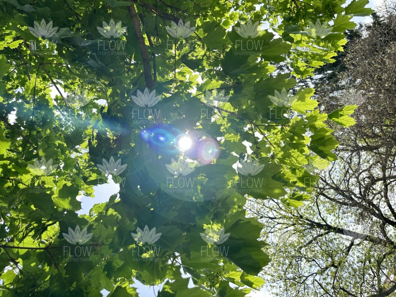 Ahorn Blattdach Sonne